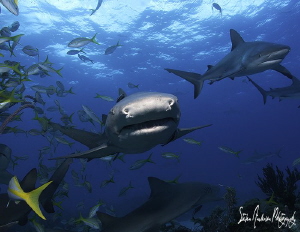 Lemon in your face, this image was taken at Shark Paradis... by Steven Anderson 